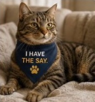 A tabby cat in a navy I Have the Say bandana lounges on a blanket.